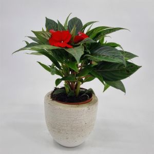 Impatiens New Guinea Red
