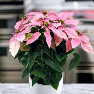 Euphorbia Princetta light pink