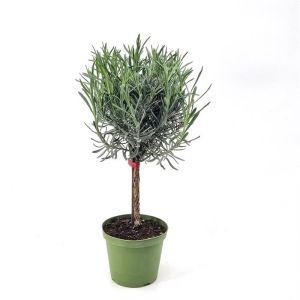 Lavender Angustifolia Stam