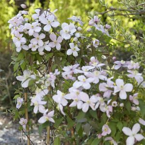Clematis Montana (als grandiflorai)