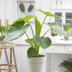 Alocasia macrorrhizos