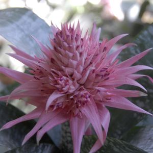 Aechmea fasciata Primera