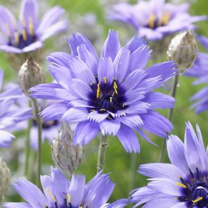 Catananche caerulea
