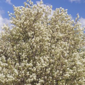 Amelanchier Spicata