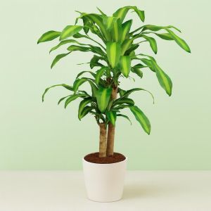 Dracena Dragon Tree