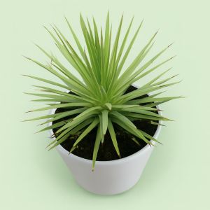 agave nana1 13 cm Studio