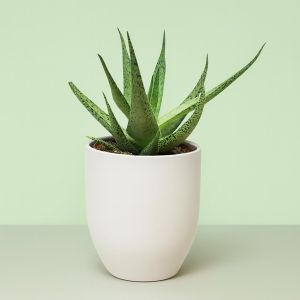 Aloe variegata 2 Studio