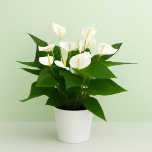 Anthurium Elido