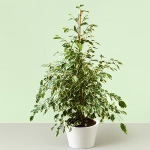 ficus benja twilight v2 Studio