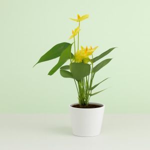 Anthurium Vanille
