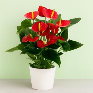 Anthurium rood v2 Studio
