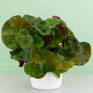 Begonia red green round leaf Studio