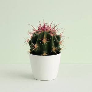 Ferocactus stainesii 8 Studio