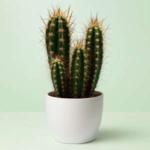 neocardenasia herzogiana.jpg Studio