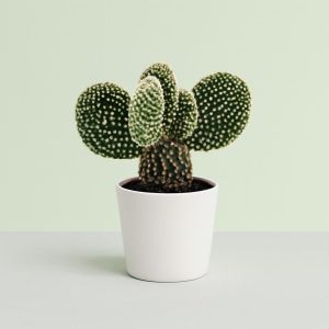 Opuntia Albispina 8 Studio