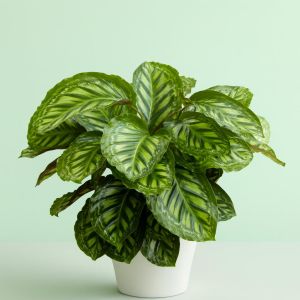 Calathea Flamestar Studio