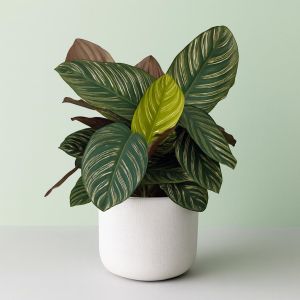 Calathea Ornata Studio