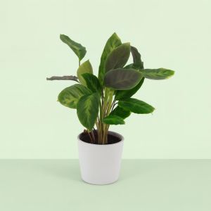 Calathea Waterfresh V2 Studio