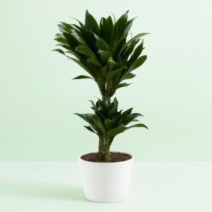 Dracaena deremensis Janet Graig
