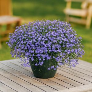 Lobela en Salsa Studio