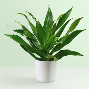 Dracaena Green Jawel Studio