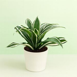 Dracaena White Jewel Studio Studio