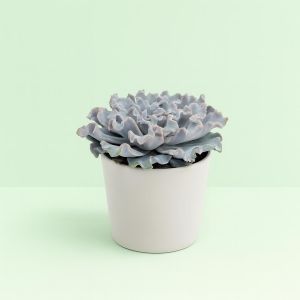 Echeveria crispy beauty 10 Studio Studio