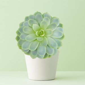 Echeveria Elegance Studio Studio