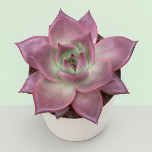 Echeveria taurus Studio
