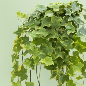 Hedera Helix Goldchild Studio