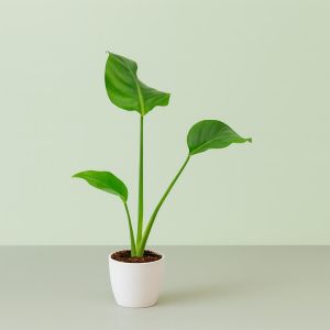 Strelitzia Nicolai 14 cm Studio