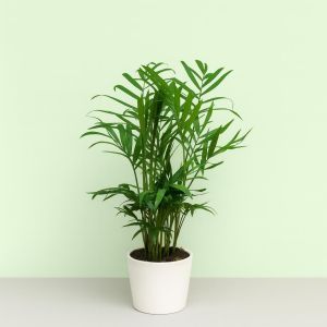 Palm chamaedorea Elegance v2.jpg