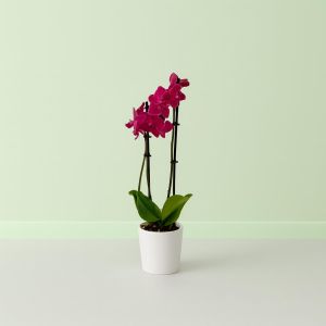Phalaenopsis Red Studio