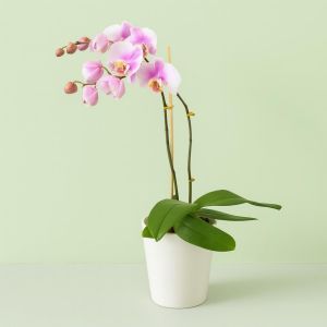 Phaleanopsis soft pink 6 Studio
