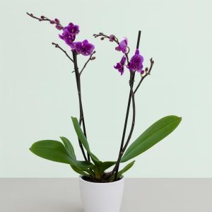 purple rain orchid option  Studio