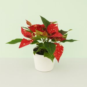 Euphorbia pulcherrima Rood met wite vlekken Studio