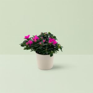 Rhododendron Simsii Pink 13 cm pot Studio Studio