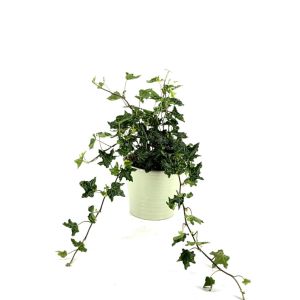 Hedera Helix Ivalace Studio