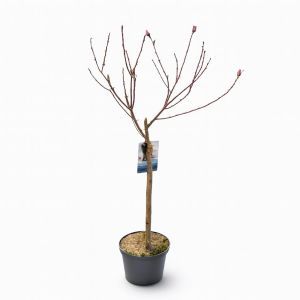 Salix gracilistyla Melanostachys Studio