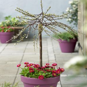Salix Iona