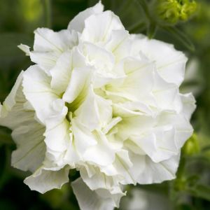 Petunia double white