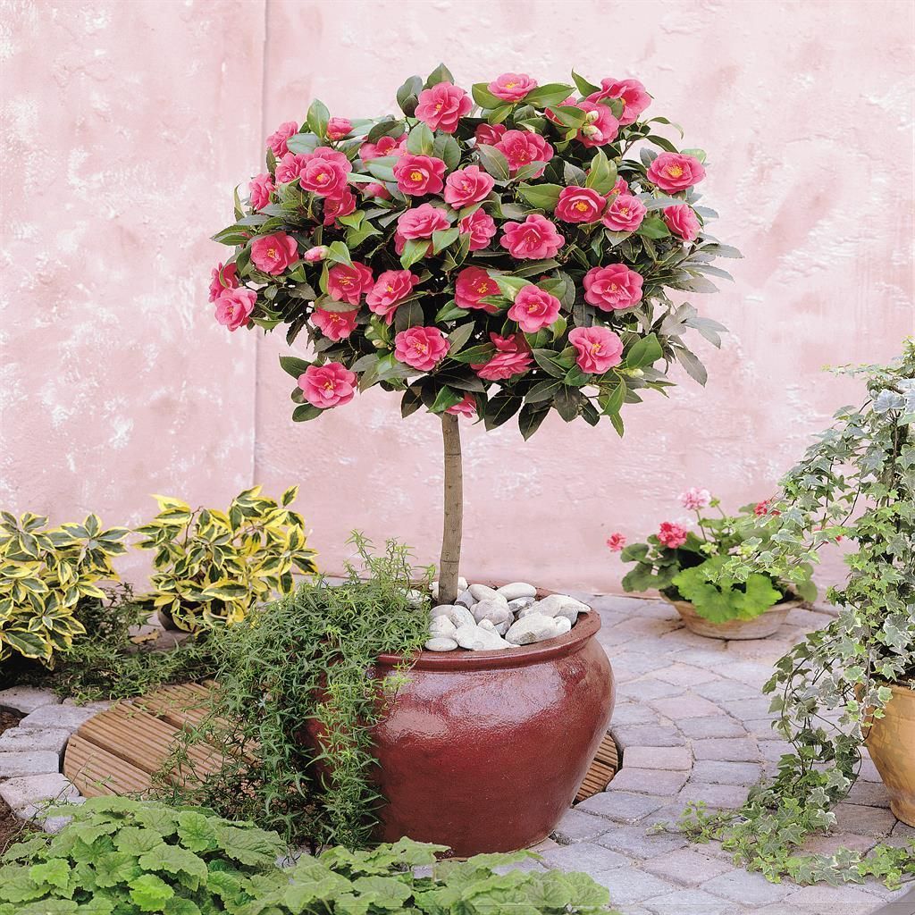 Kup Kamelia Japoska na Pniu - Plantazon.pl