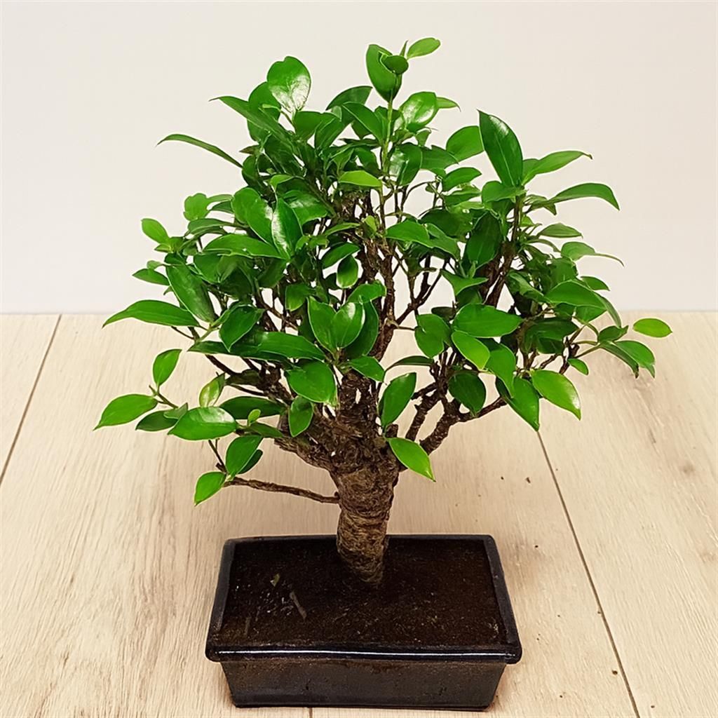 Kup Drzewko bonsai Ficus Broom w Plantazon