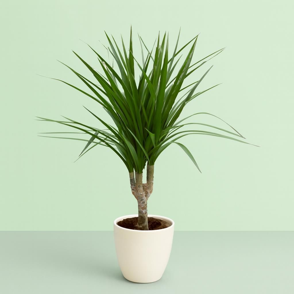 Kup Dracena smuka online - Plantazon.pl